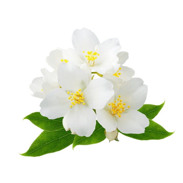istockphoto-962855310-612x612.jpg