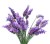 stock-photo-lavender.jpg