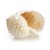 costate-tun-sea-shell-science-photo-library.jpg