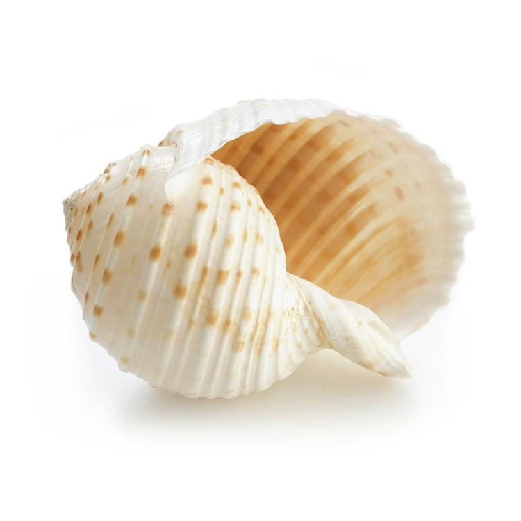 costate-tun-sea-shell-science-photo-library.jpg